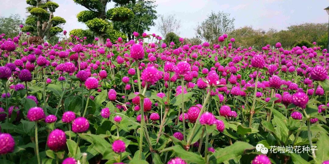 紫色花海 柳叶马鞭草 千日紫 花种批发